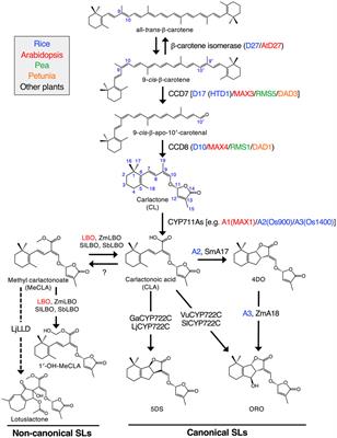 A multifaceted assessment of strigolactone GR24 and its derivatives: from anticancer and antidiabetic activities to antioxidant capacity and beyond